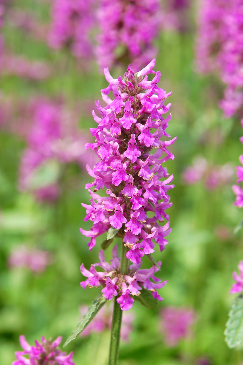 Stachys, Summer Romance