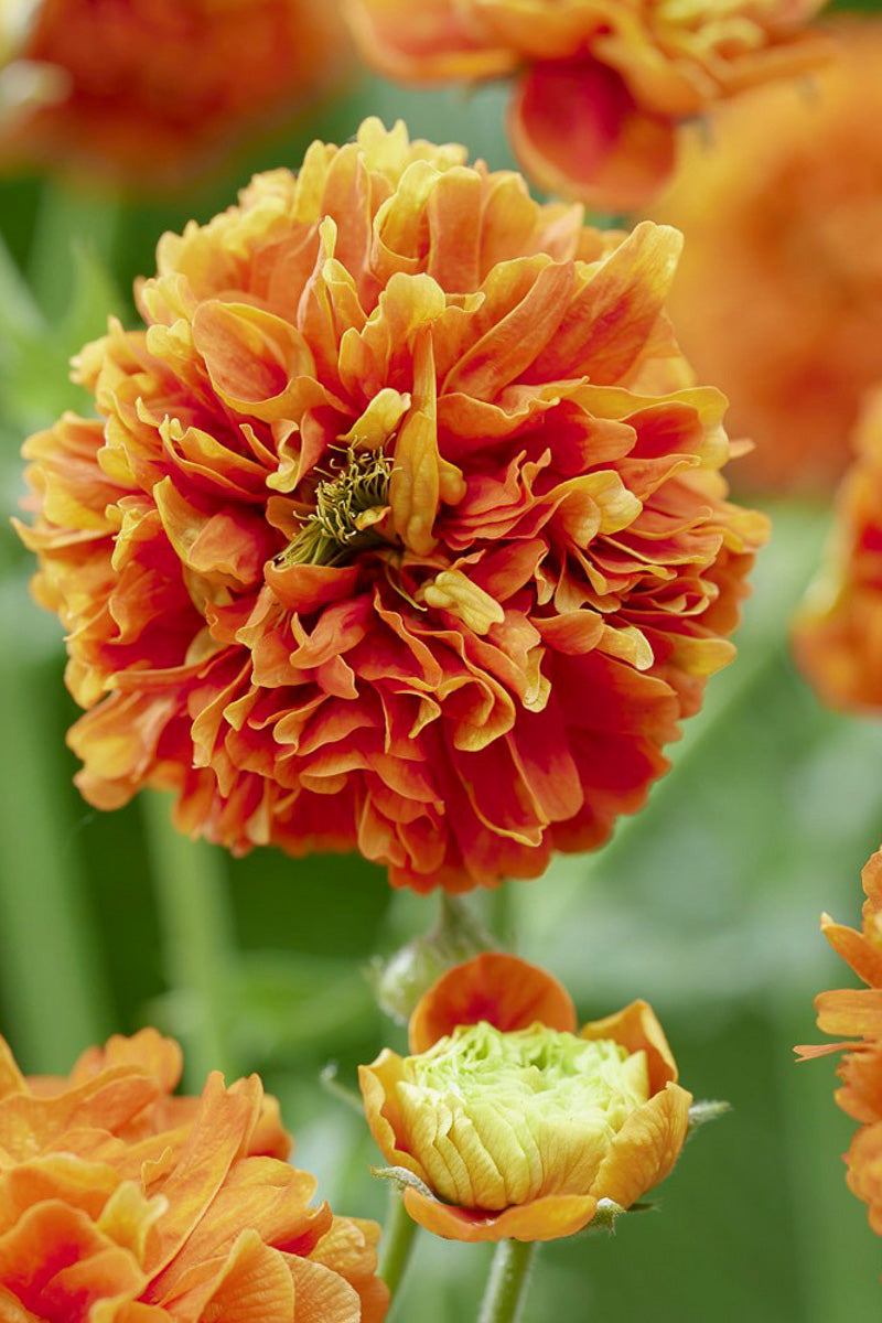 Geum, Pumpkin Orange