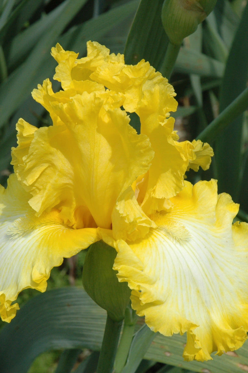 Iris, Bearded Thats All Fol