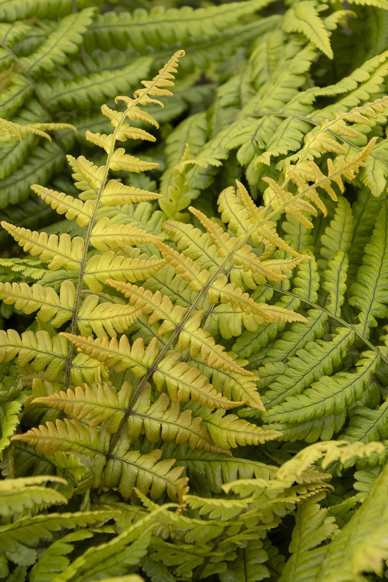 Fern, Jurassic Gold