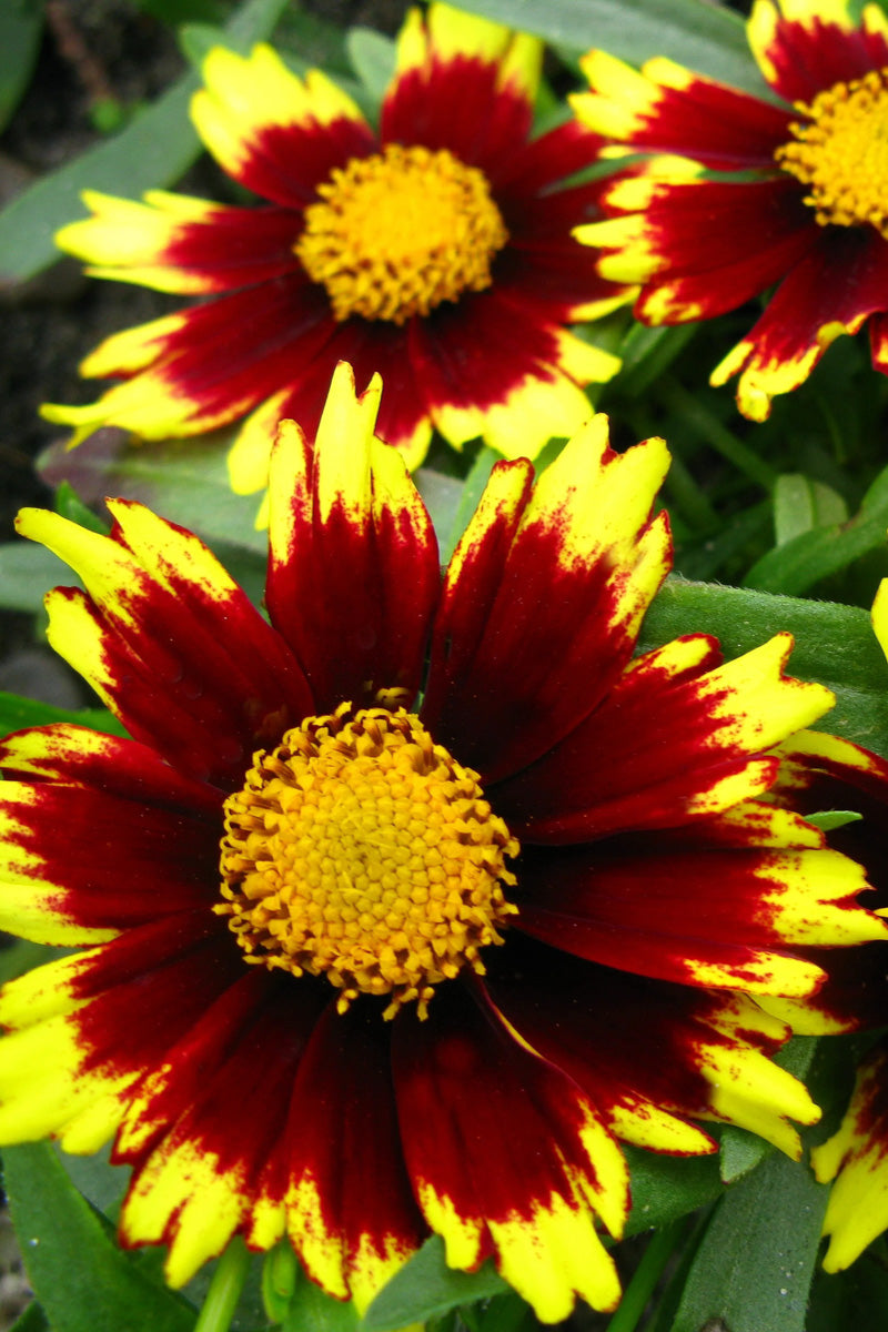 Coreopsis, Big Bang Cosmic