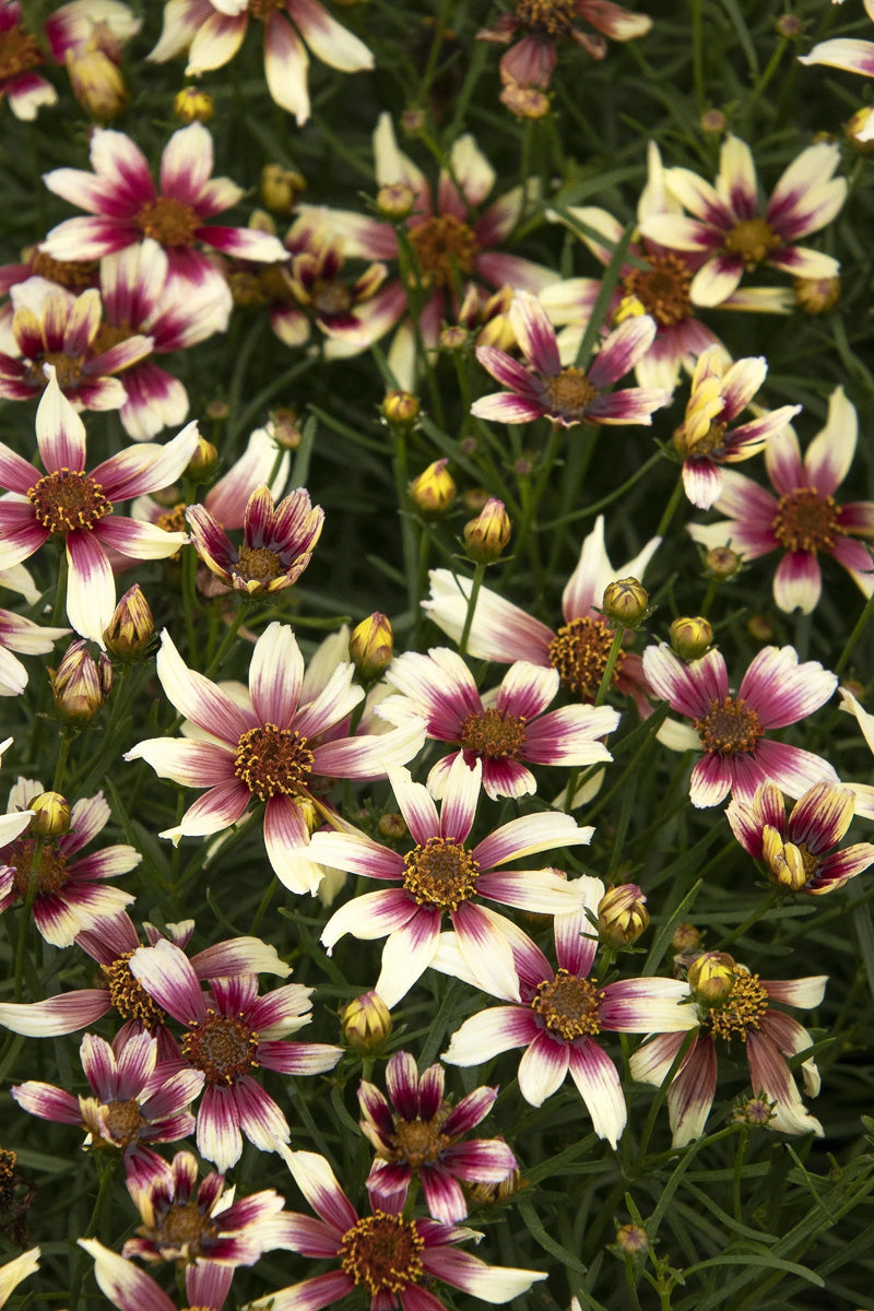 Coreopsis, Sunstarter Rose