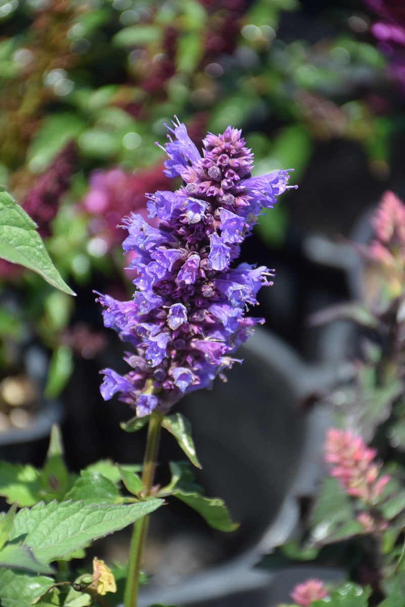 Agastache, Blue Boa