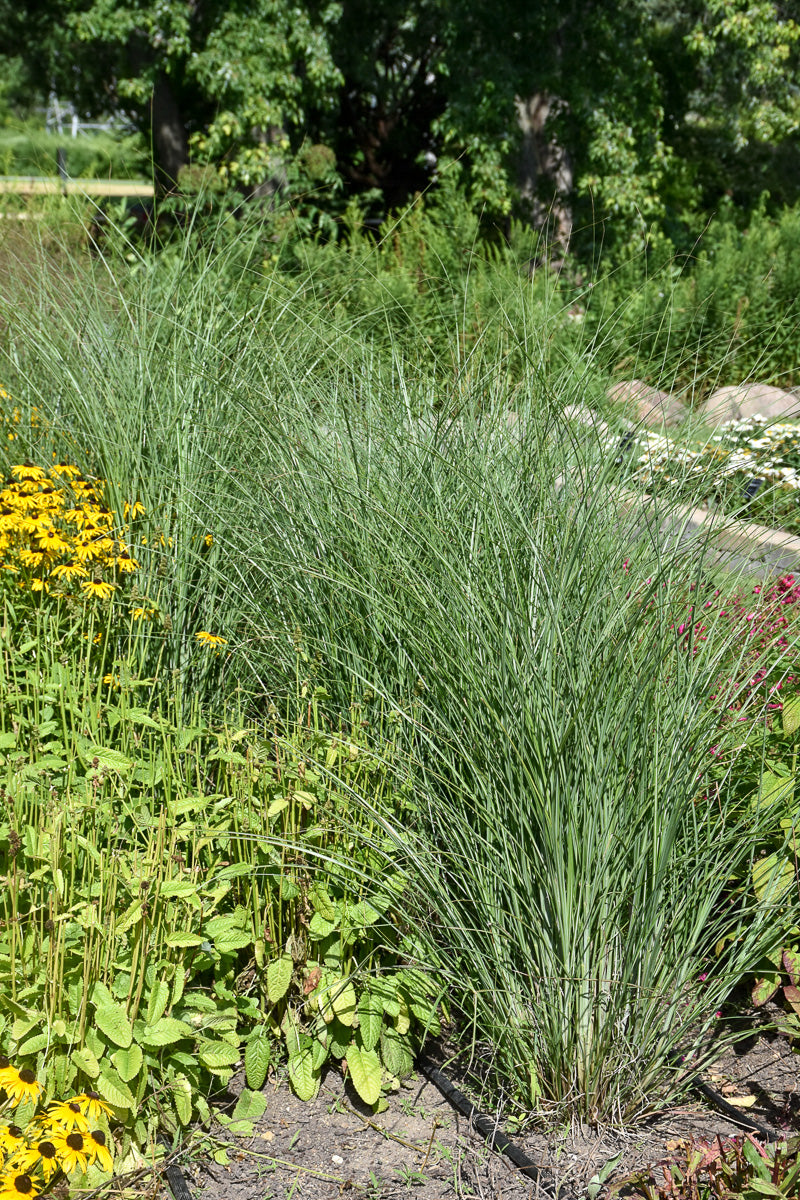 Grass, Maiden Scout (Sterile)