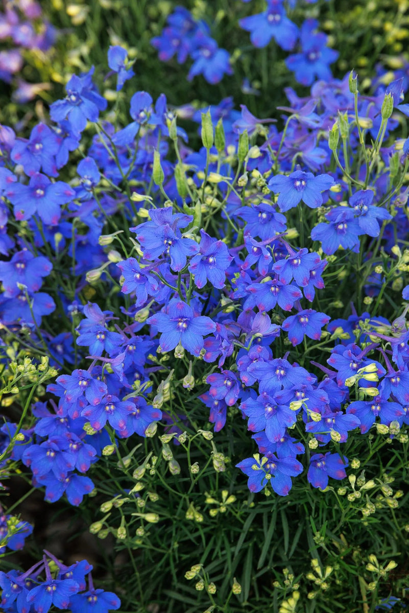 Delphinium Hunky Dory Blue