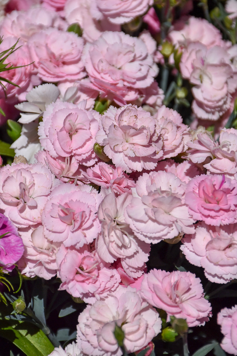 Dianthus, Cadence Peach Milk