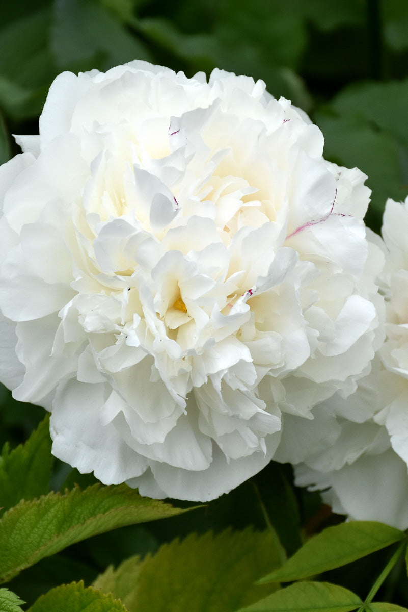 Peony, Duchess De Nemours