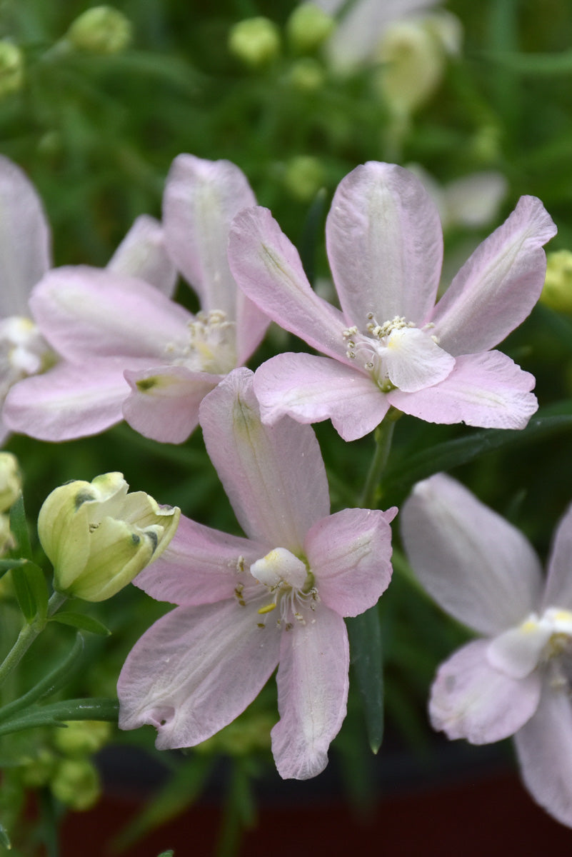 Delphinium, Summer Morning