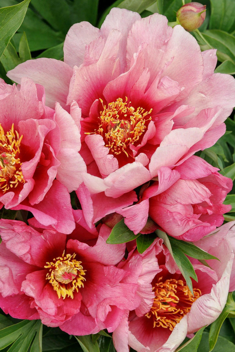 Peony, Itoh Pink Ardour