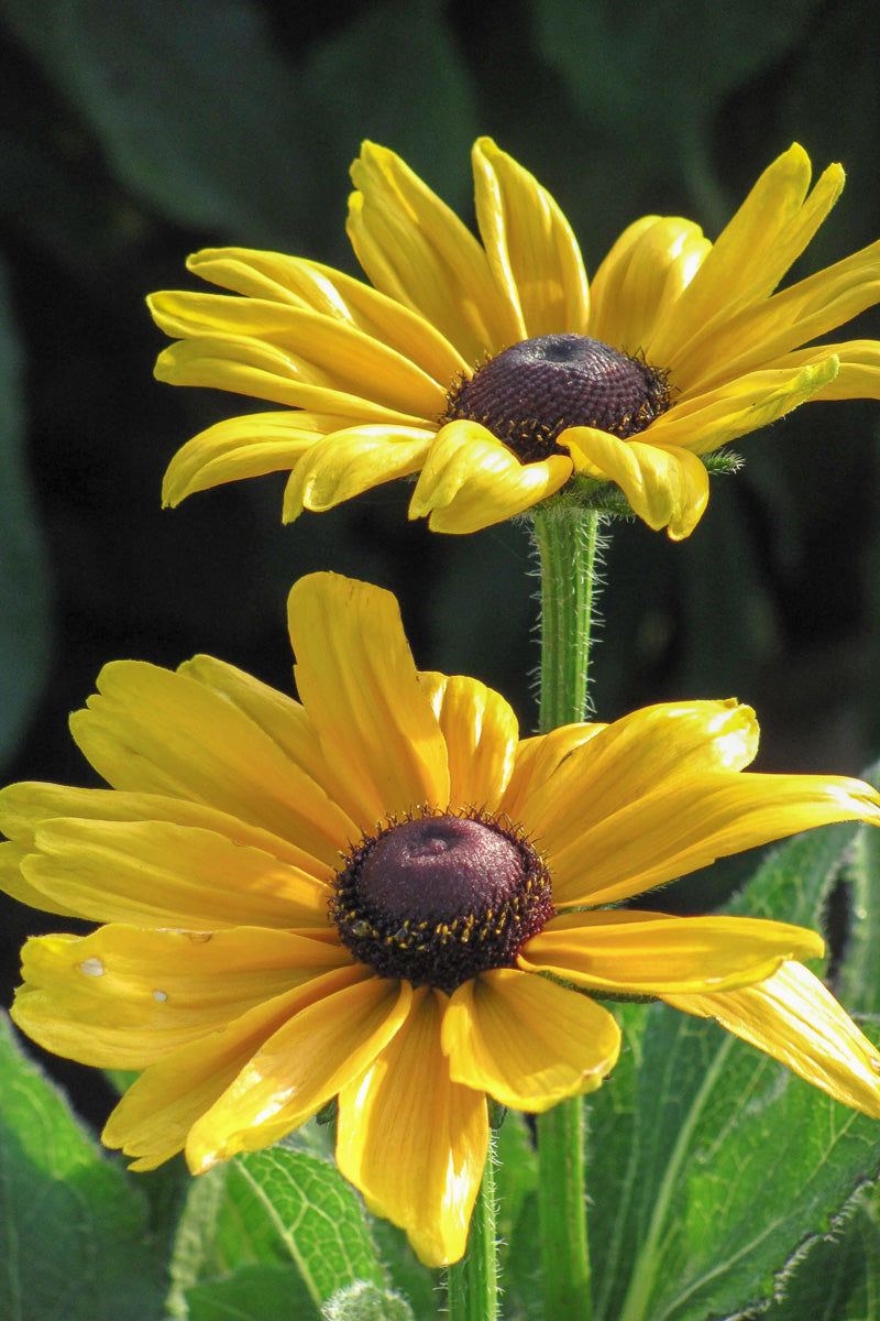 Black-Eyed Susan, Indn Sum