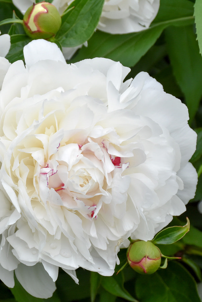 Peony, Festiva Maxima