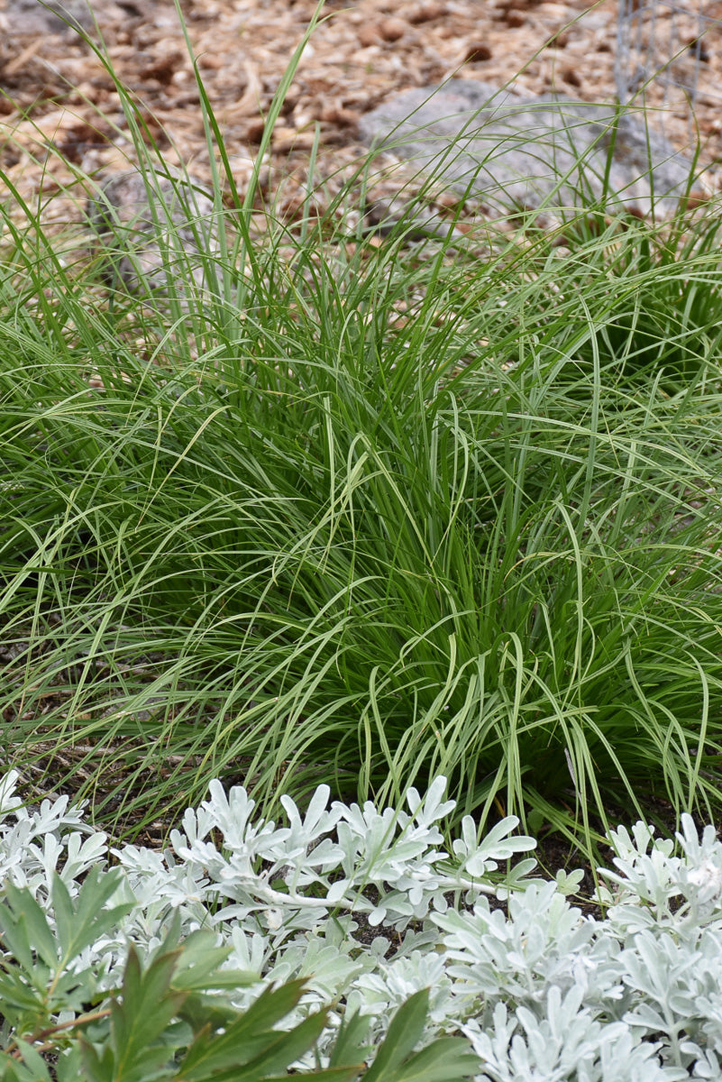 Grass Sedge Appalachian