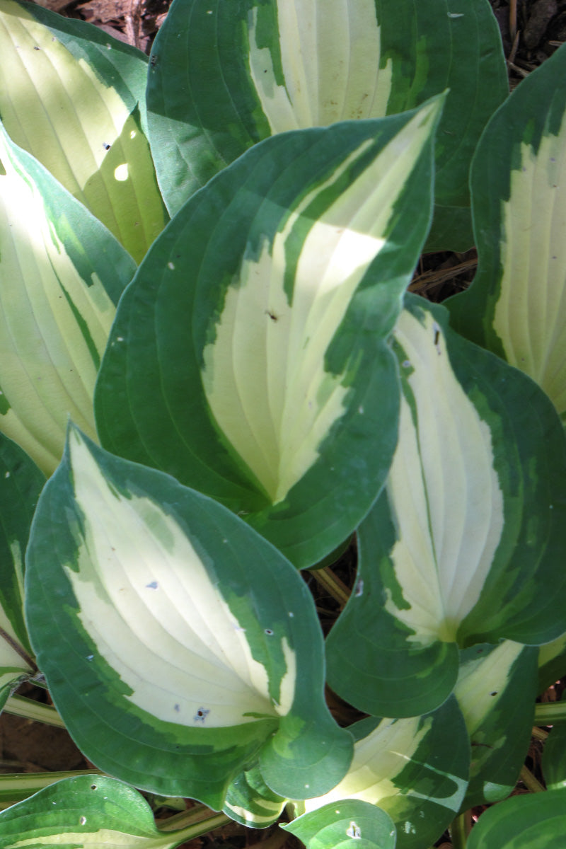 Hosta, Xanadu