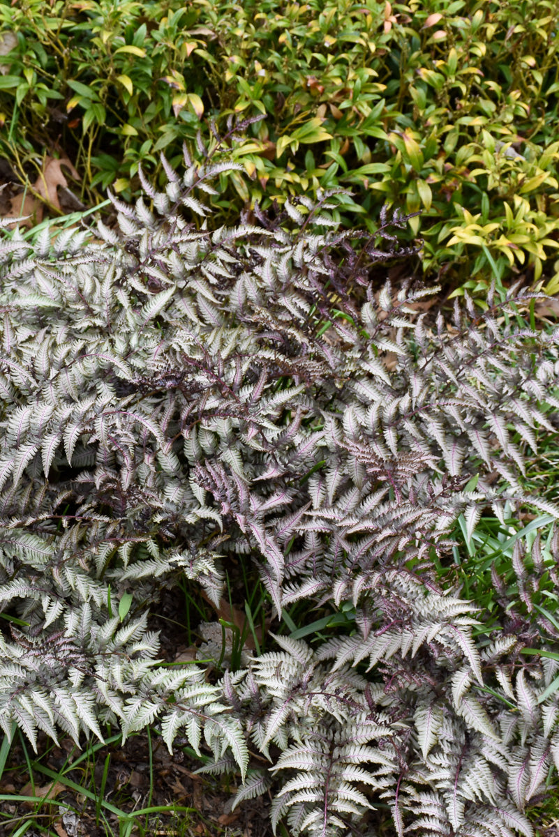 Japanese Painted Fern, Pewter Lace