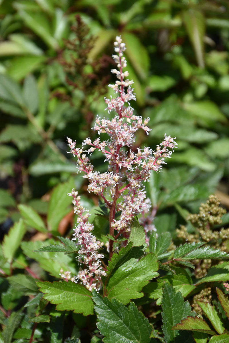 Astilbe, Look At Me