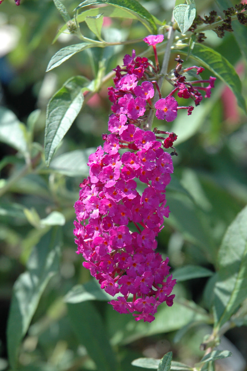 Butterfly-Bush, Royal Red