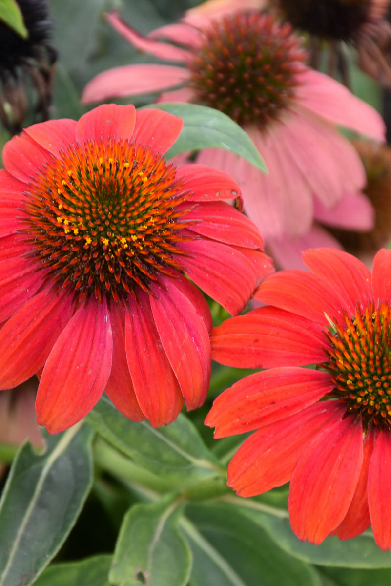 Coneflower, Lakota Fire