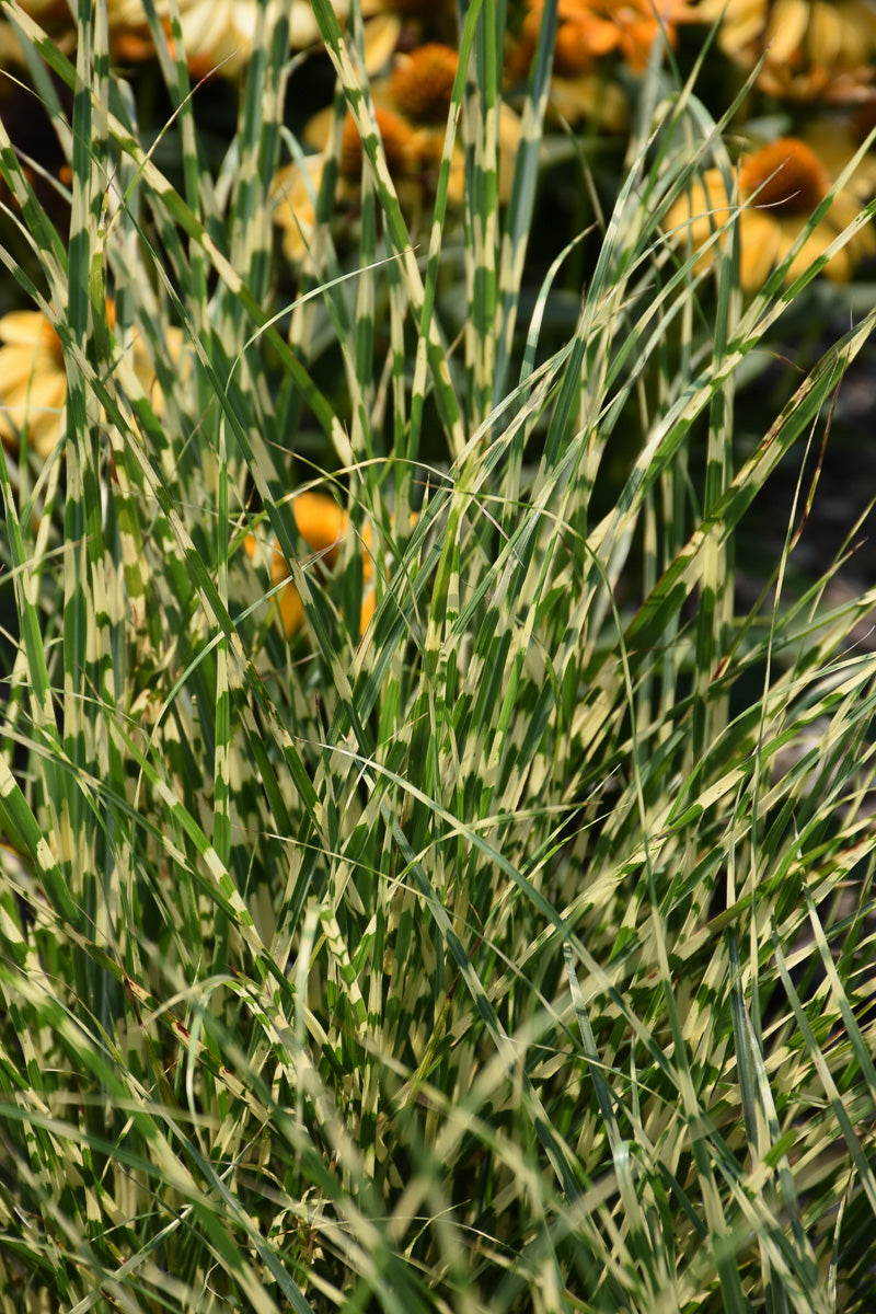 Grass, Maiden Brandwidth (Sterile)