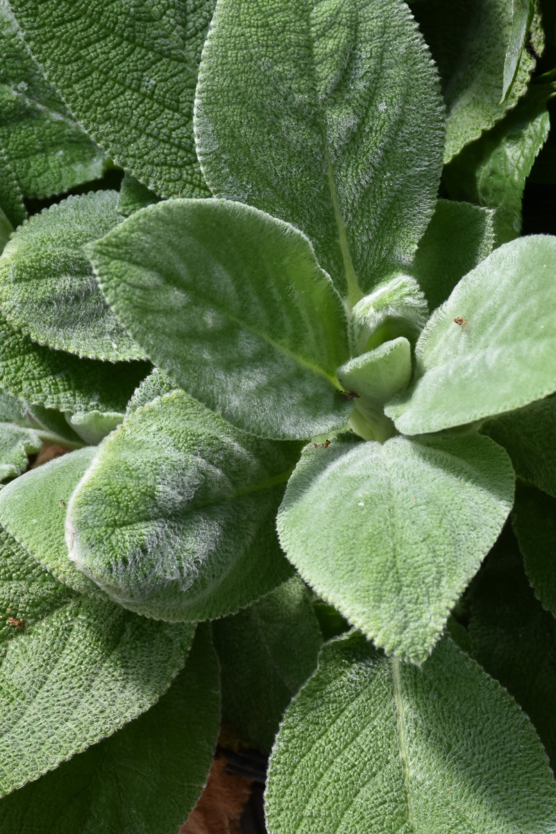 Lamb'S Ears, Big Ears