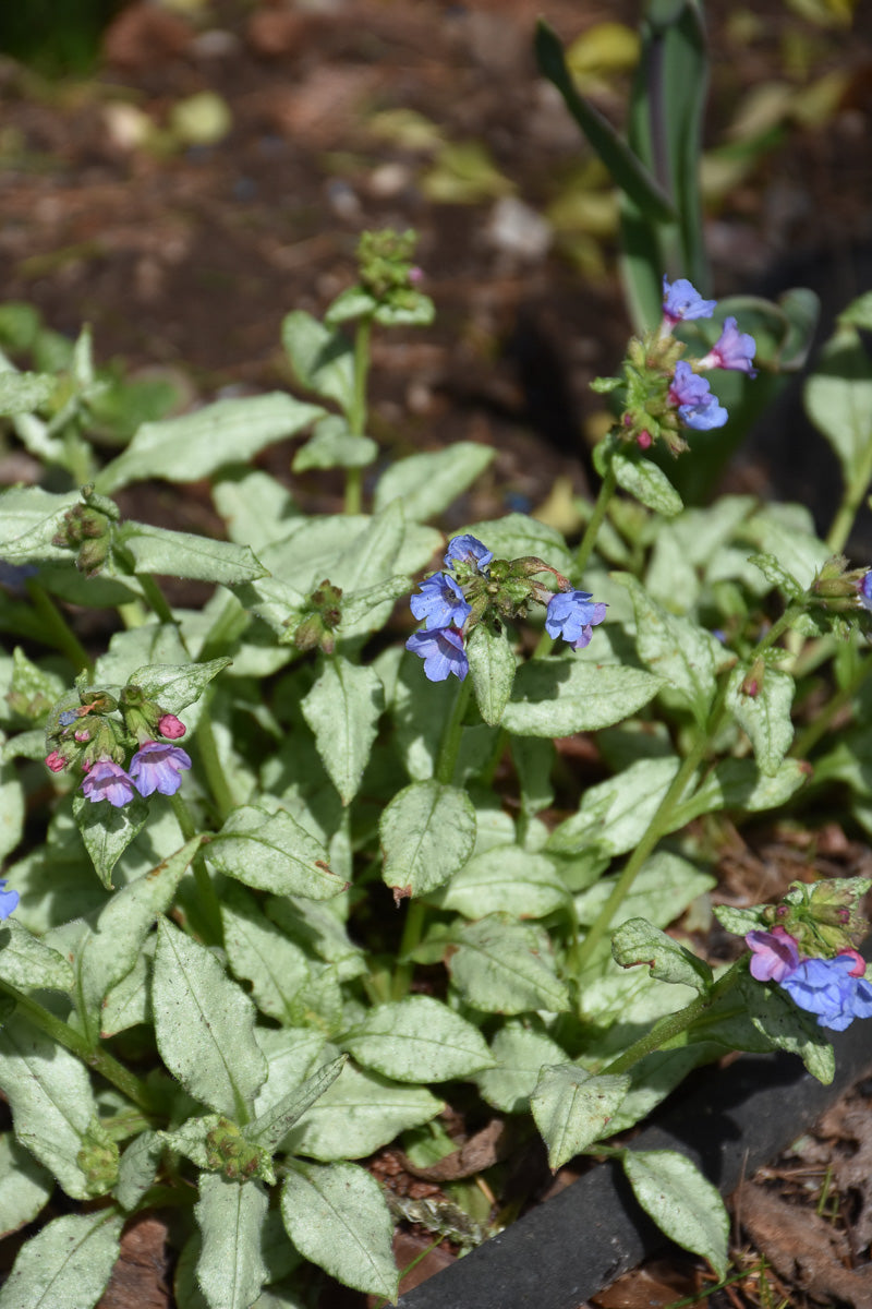 Lungwort, Moonshine