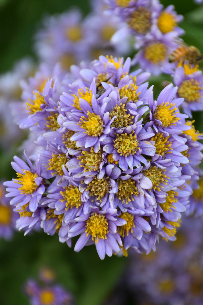 Aster, Tataricus Jindai