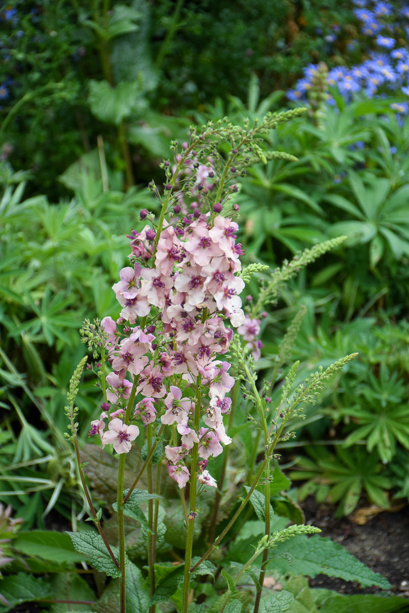 Mullein, Southern Charm