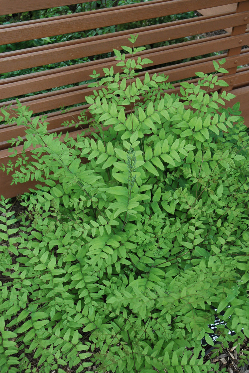 Fern, Bronze Flushed Royal