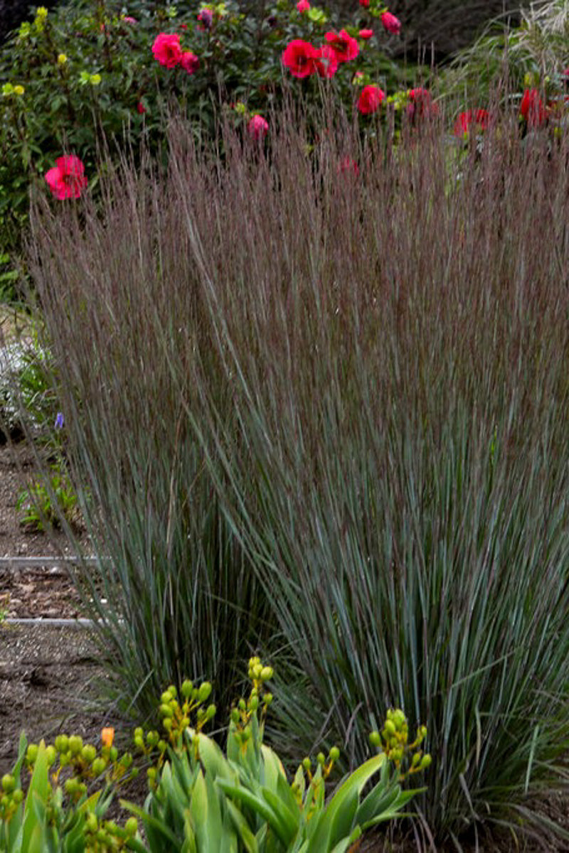 Grass, Little Bluestem Free Spirit Mystic Purple 1G