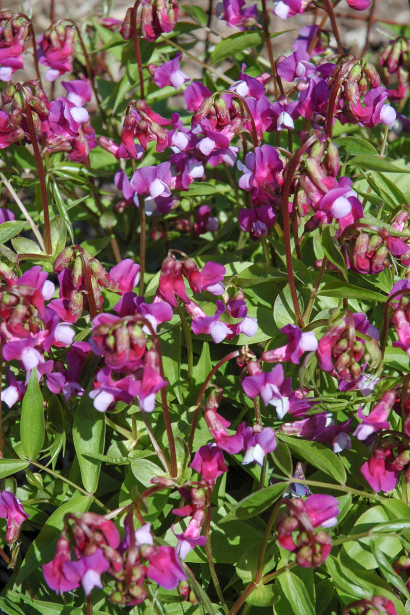 Lathyrus, Spring Fling