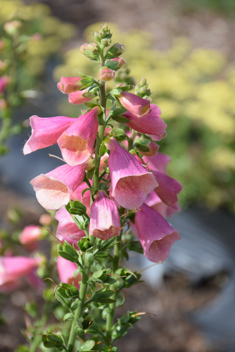 Foxglove, Arctic Fox  Rose
