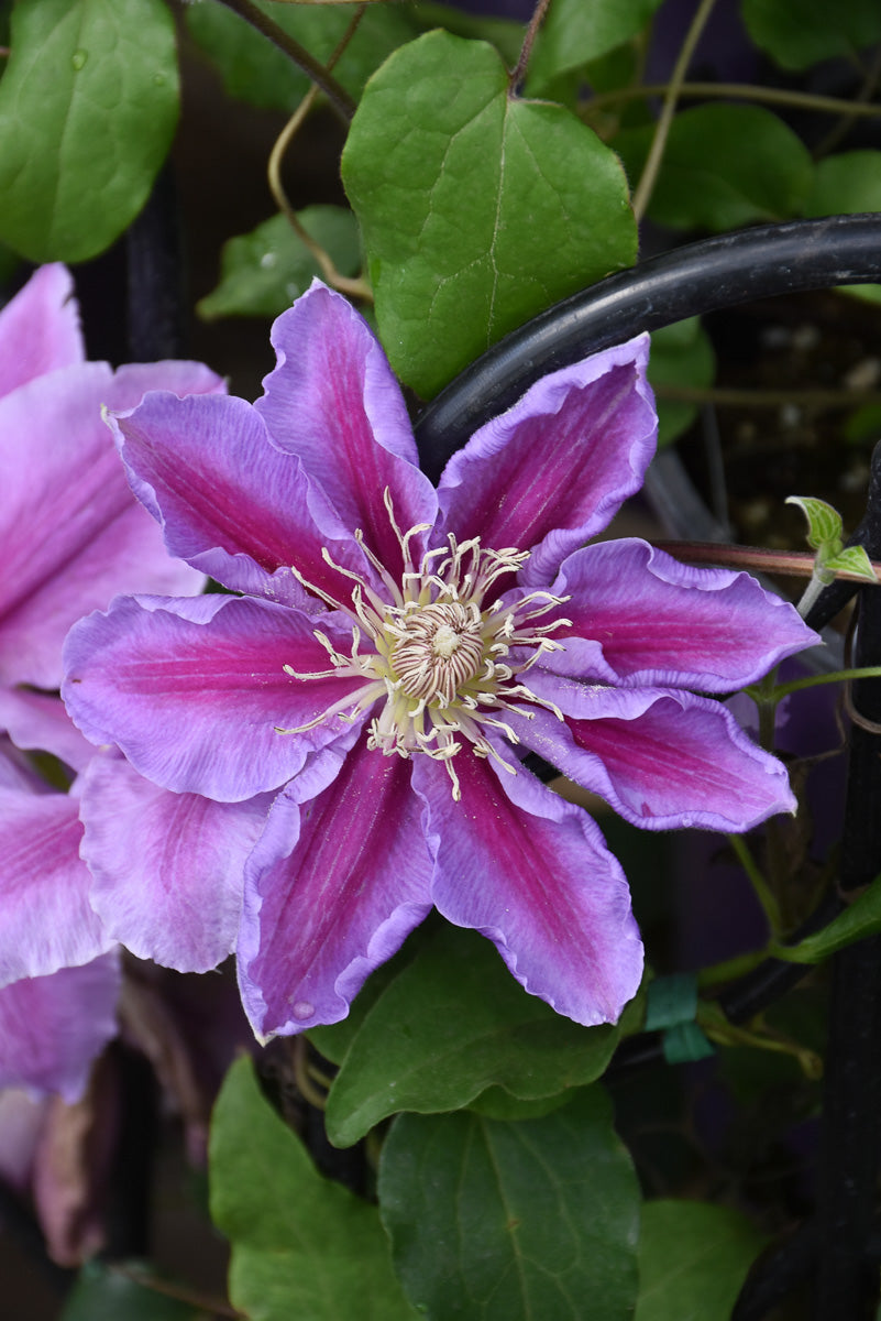 Clematis, Bee's Jubilee