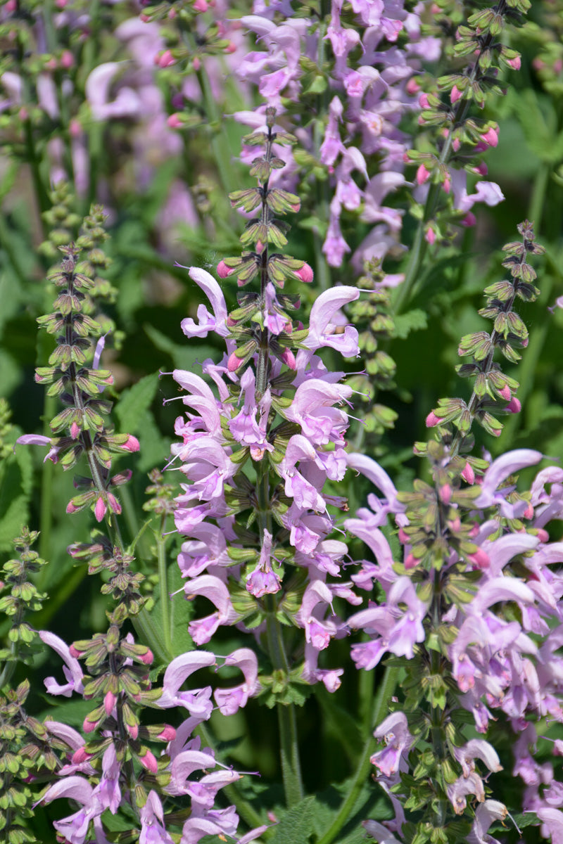 Salvia, Ballerina Pink