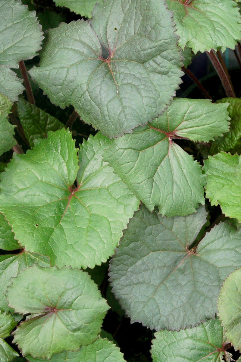 Ligularia, Treasure Island