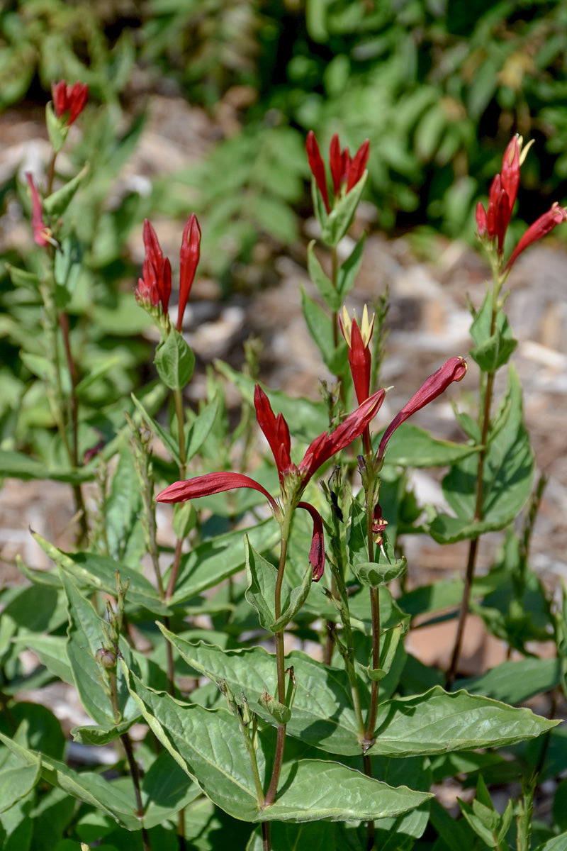 Indian Paintbrush, Apple Slices