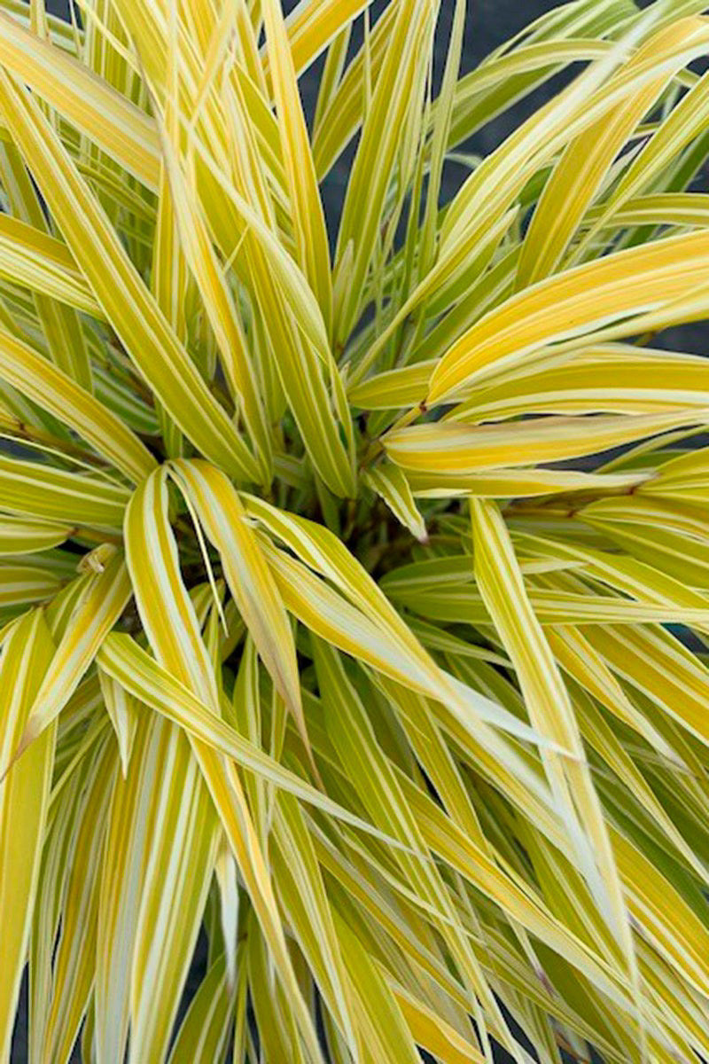 Hakonechloa Lemon Zest
