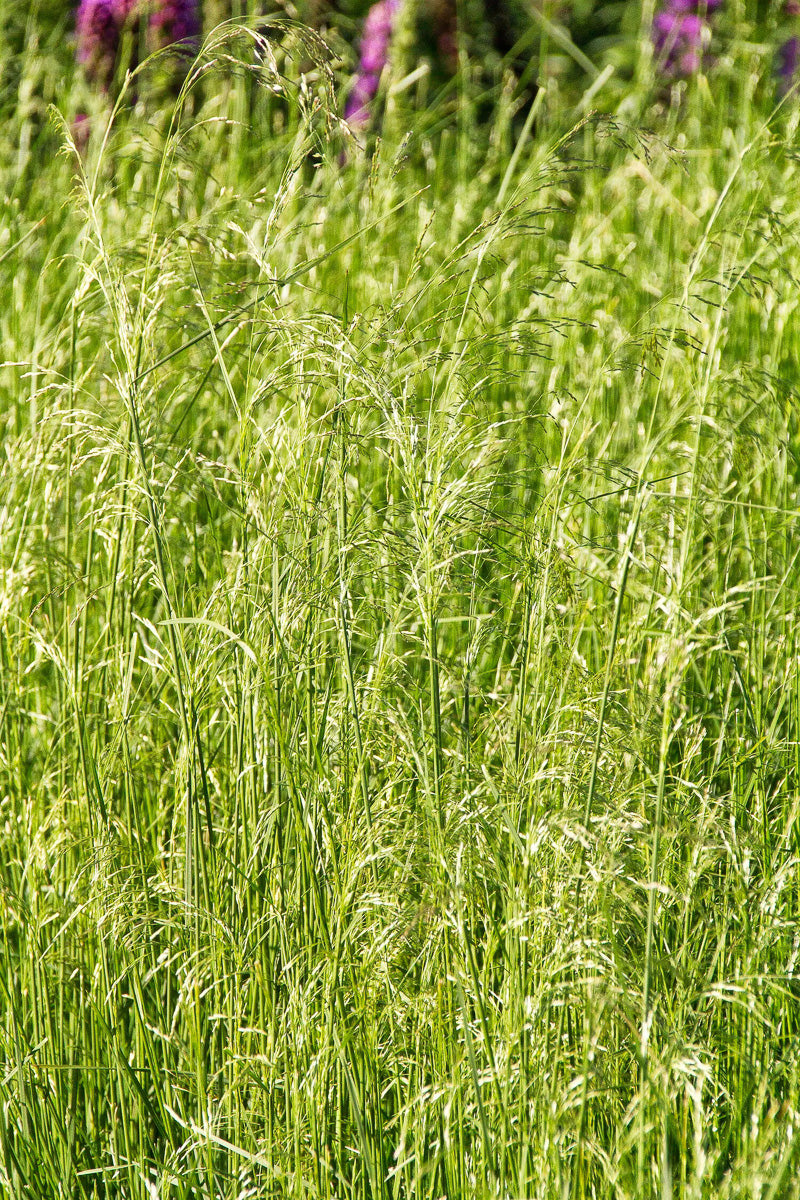 Grass, Tufted Hair Scotland