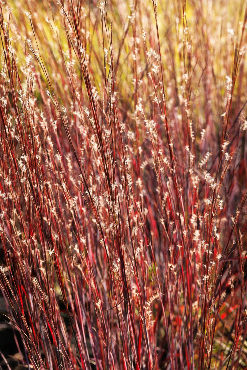 Grass, Little Bluestem Smoke Signal