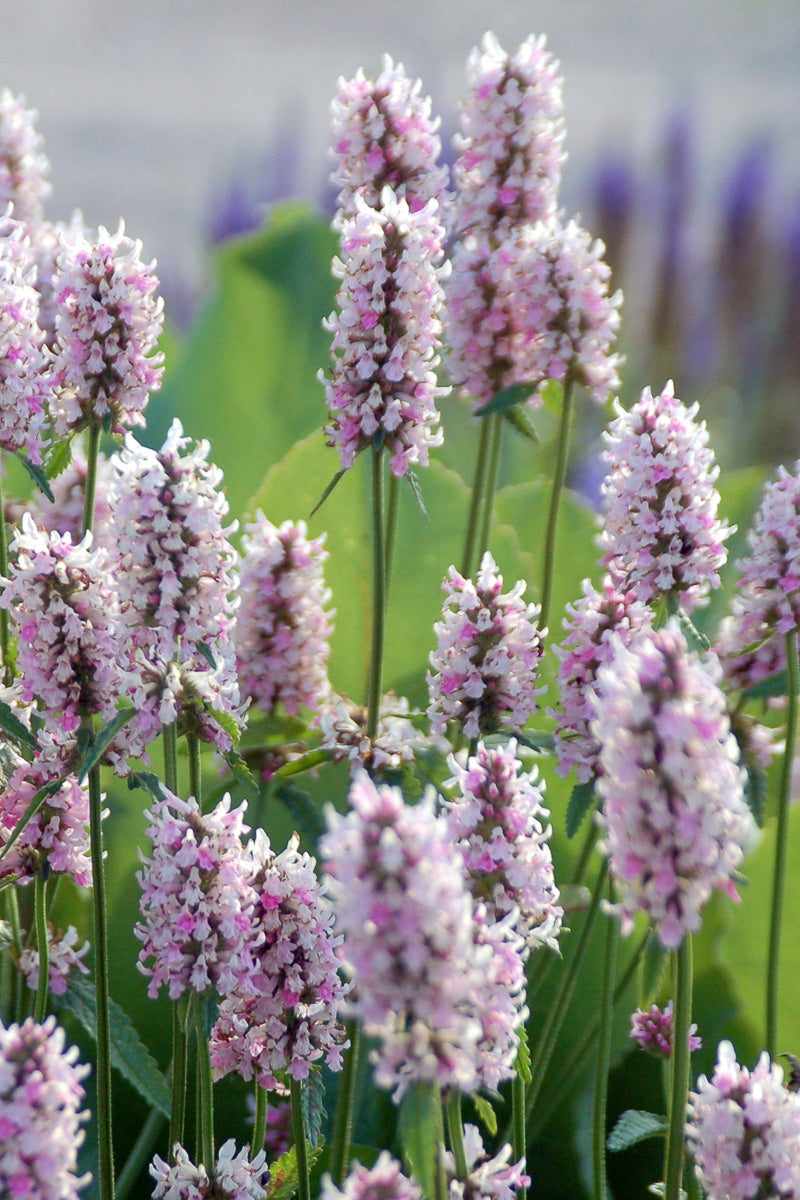 Stachys, Summer Crush