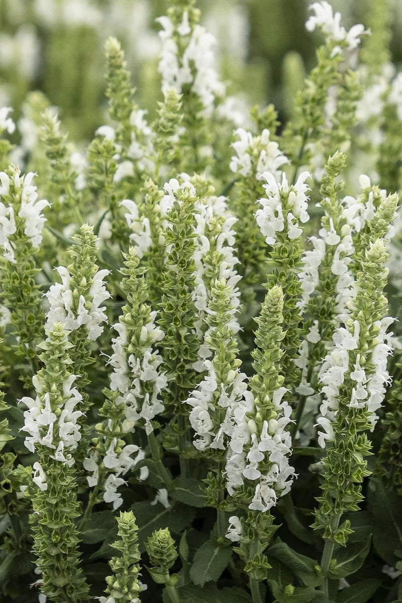 Salvia, Apex White