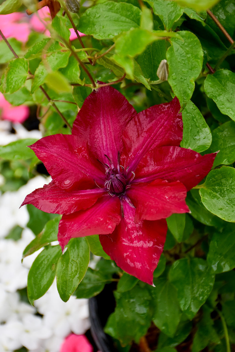 Clematis, Nubia