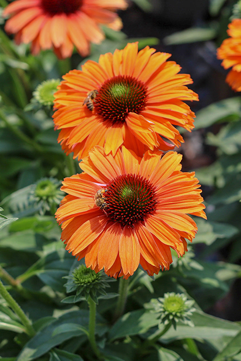 Coneflower, Sunseeker Mineola