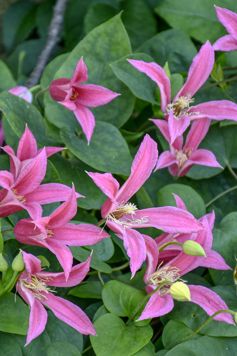 Clematis Princess Diana