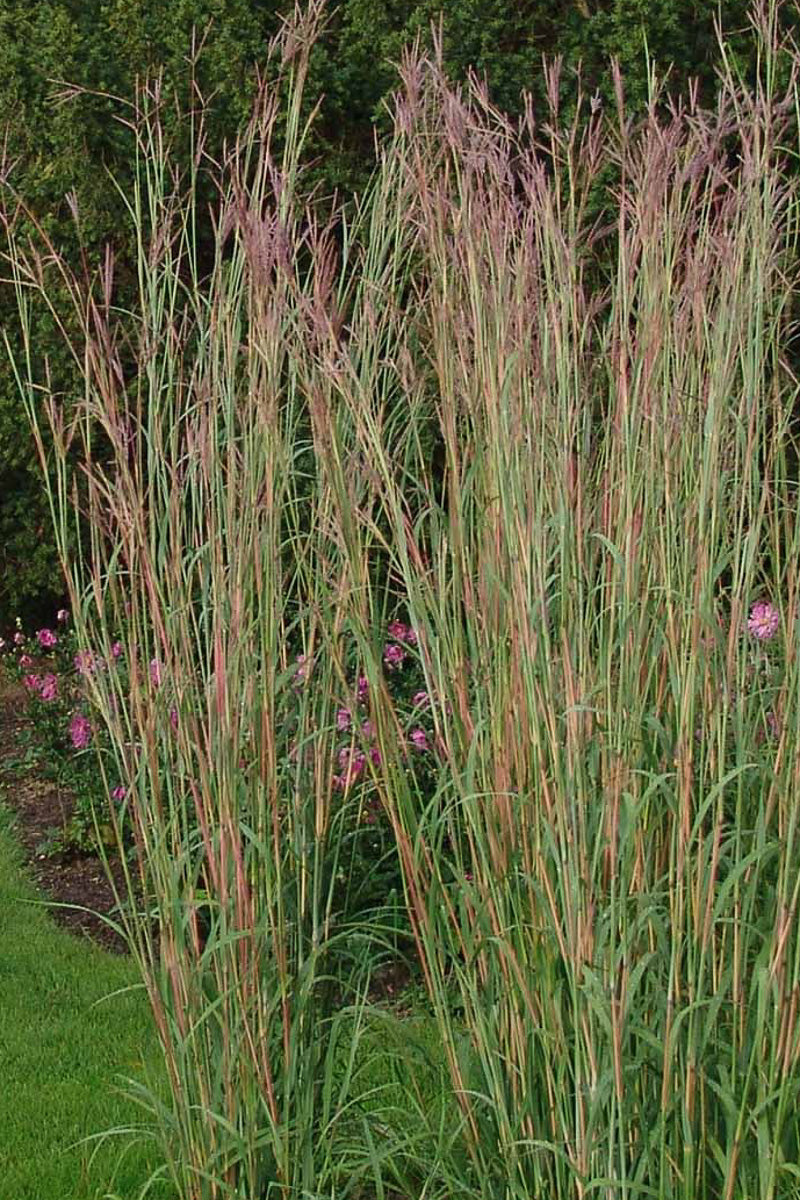 Grass, Bluestem Big