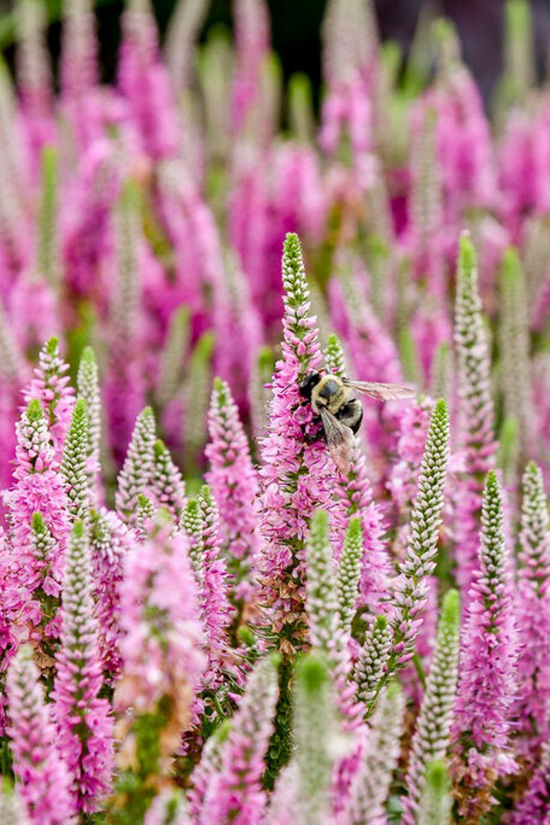 Veronica, Pink Potion Magic