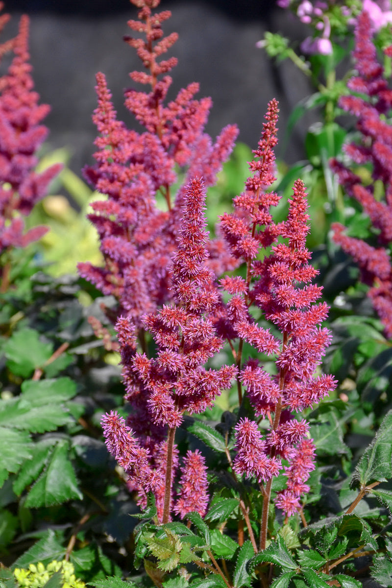 Astilbe, Visions In Red