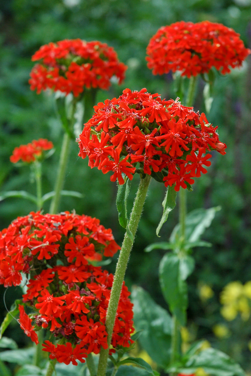 Lychnis, Maltese Cross