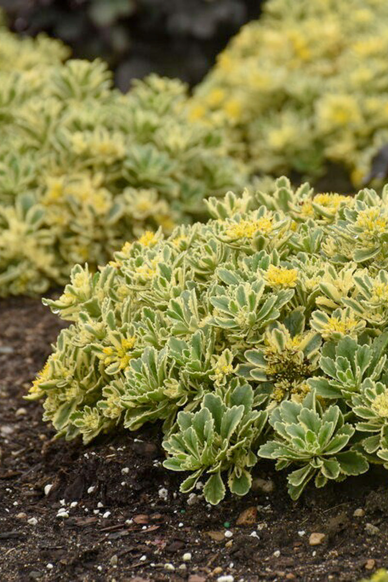Sedum, Rock & Grow Boogie