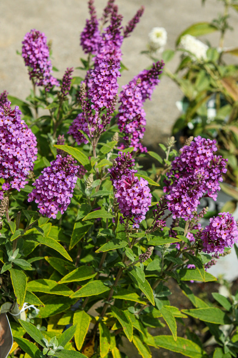 Butterfly-Bush, Birthday Cake
