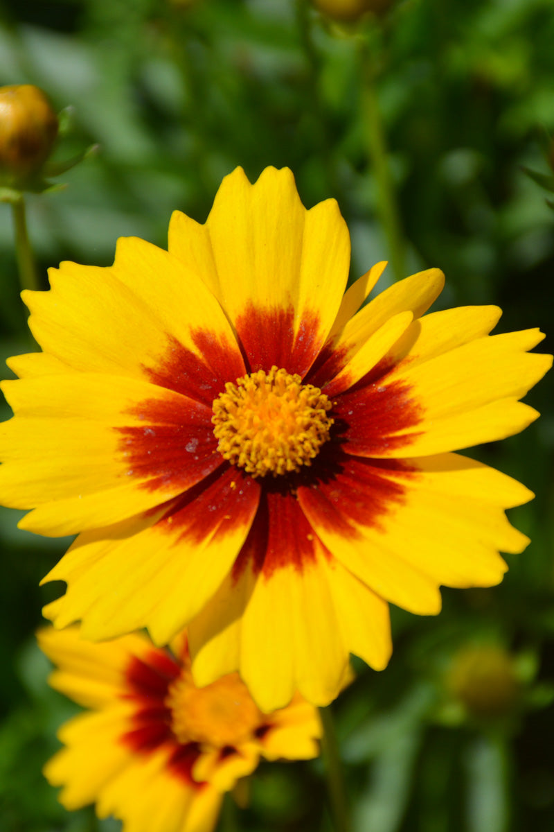 Coreopsis, Solanna Sunset Bright