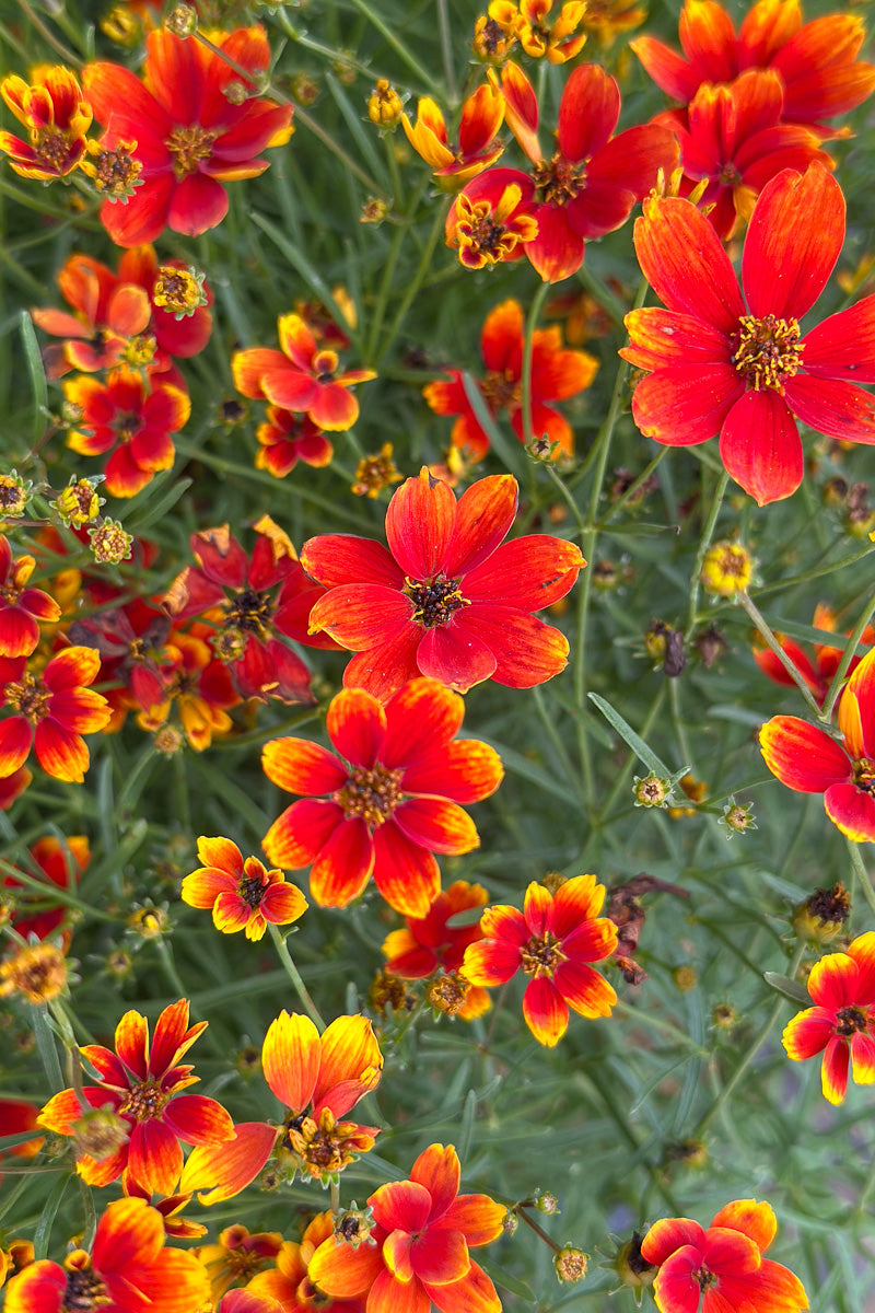 Coreopsis, Crazy Cayenne
